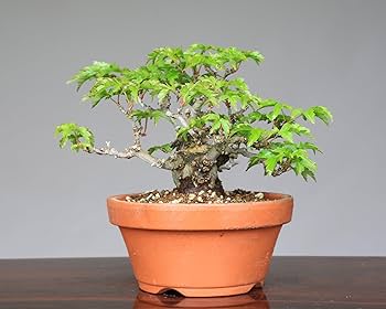 獅子丸　盆栽鉢 獅子丸 盆栽鉢