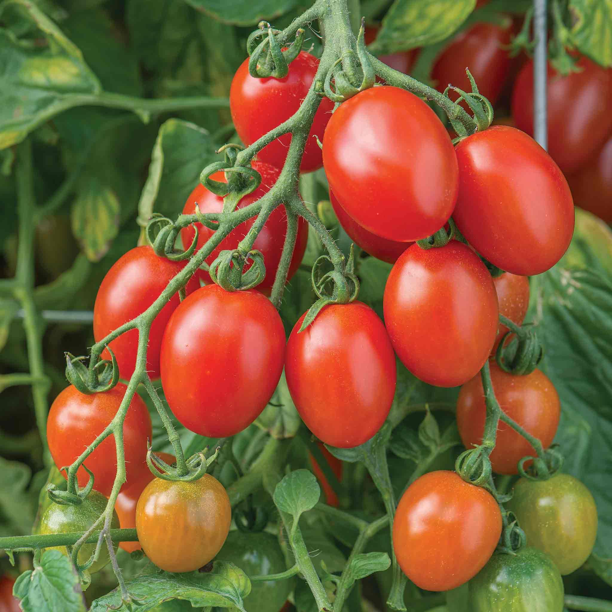 Marshalls Garden Tomato Seeds Bush Montello F1 Approx 6 Seeds