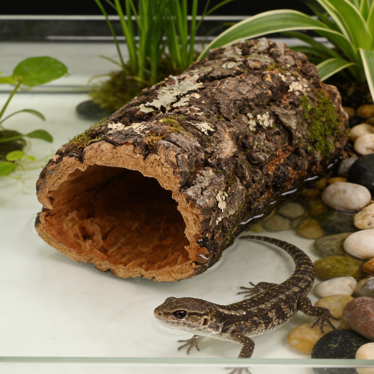 Didiseaon Korkröhre Terrarium Deko: Baumstamm Reptilienversteck Aus Holz Höhle für Kletterplattform Haustierversteck für Leopardgecko, Schlange Reptilien Terrarienunterstand Dekoration