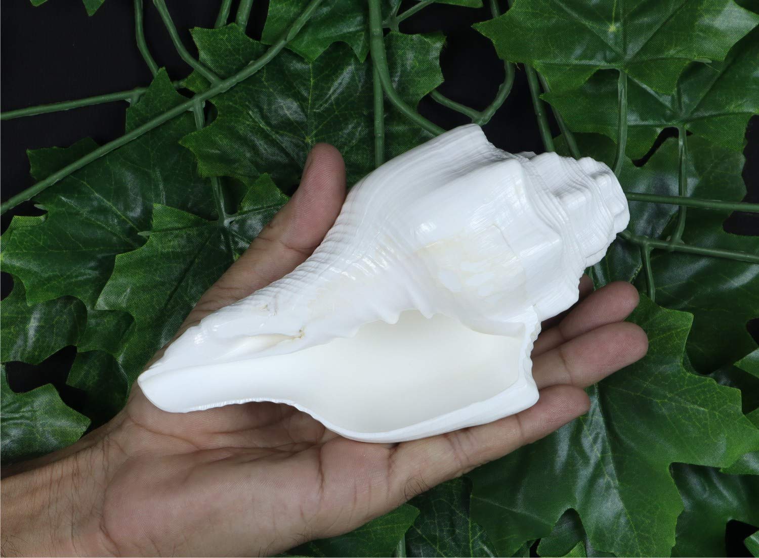 ASHIRWAD Blowing Shankh Vamavarti Dattatreya - Conch Shell - Puja Ritual - Shankhnaad (Shankh-10)
