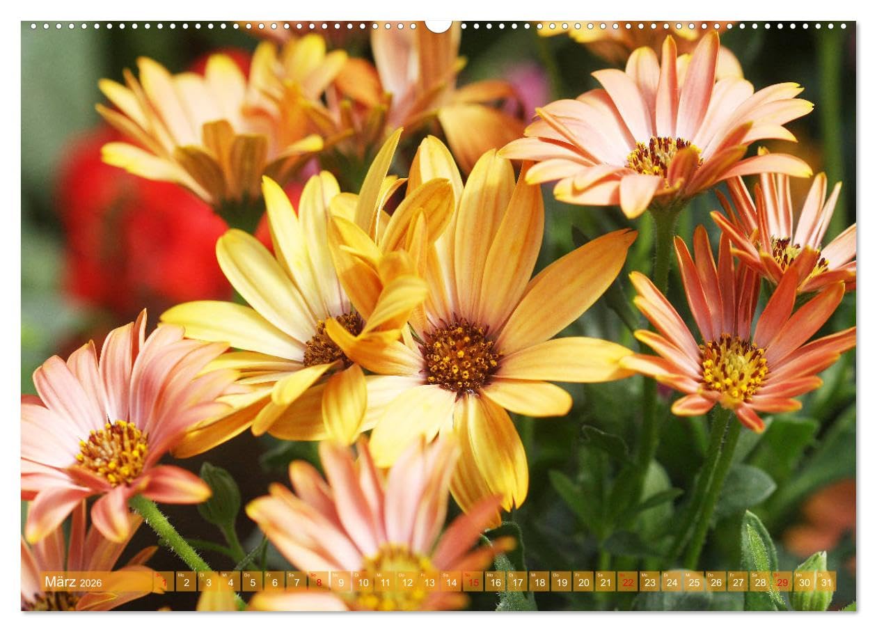 Beschwingte Blumenwelt (Wandkalender 2026 DIN A2 quer), CALVENDO Monatskalender: Ein Blütentanz quer durch den Sommer (CALVENDO Natur)