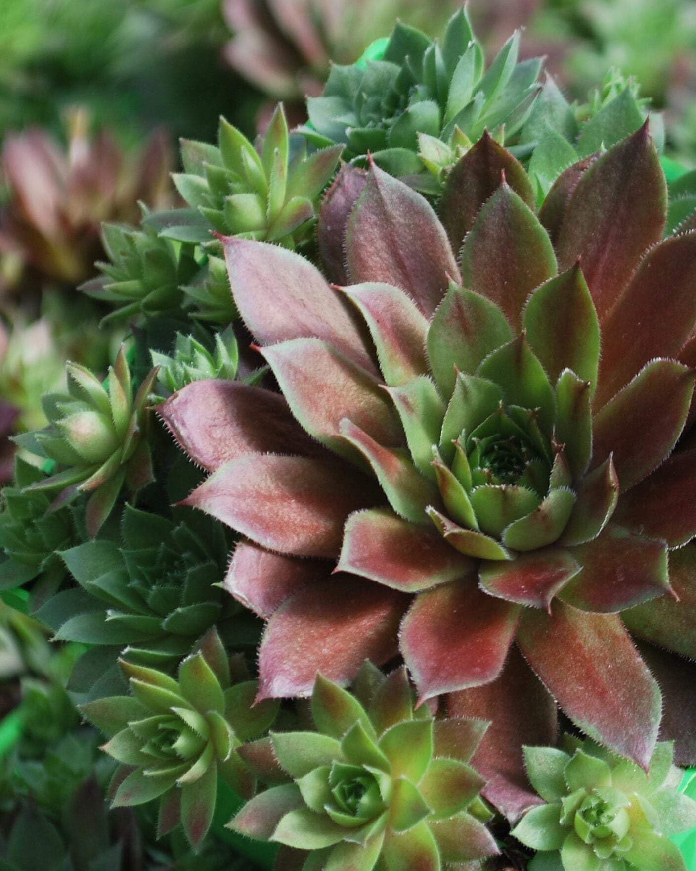 Perennial Farm Red Rubin