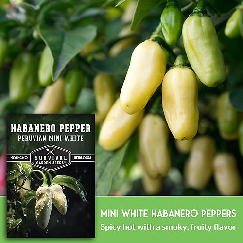 Miniatura 4 de Survival Garden Seeds - Mini semilla de pimiento habanero blanco para plantar - 1 paquete con instrucciones para plantar y cultivar pimientos