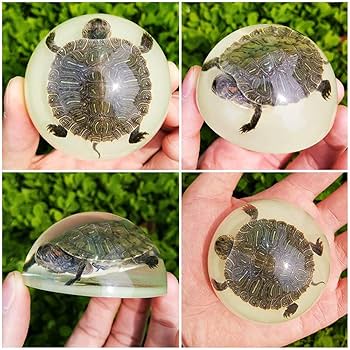 Amazon.co.jp: 亀の標本-樹脂亀の標本-埋め込まれた生物学的標本