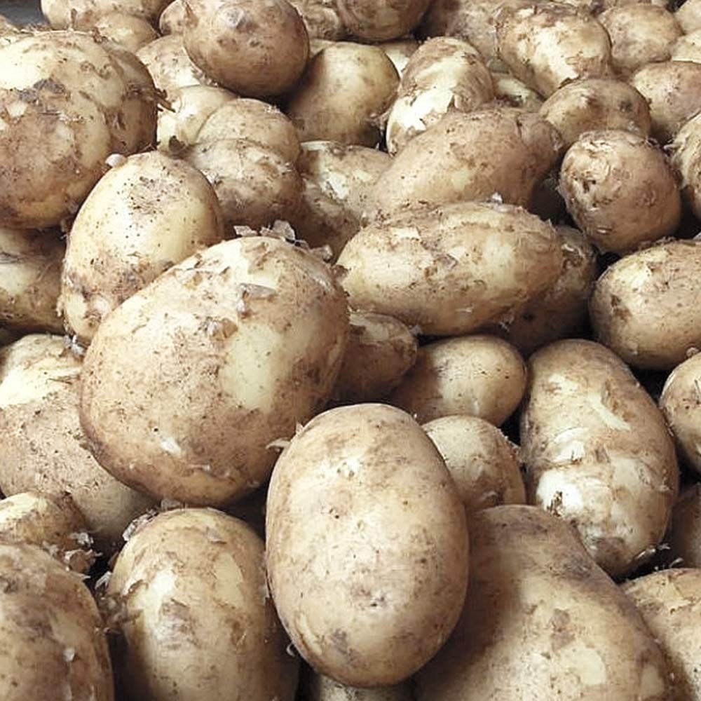 10x Potato Arran Pilot Tubers- White Flesh with Firm Texture- Pleasant Flavor - Tastes Great Straight from Your Kitchen Garden