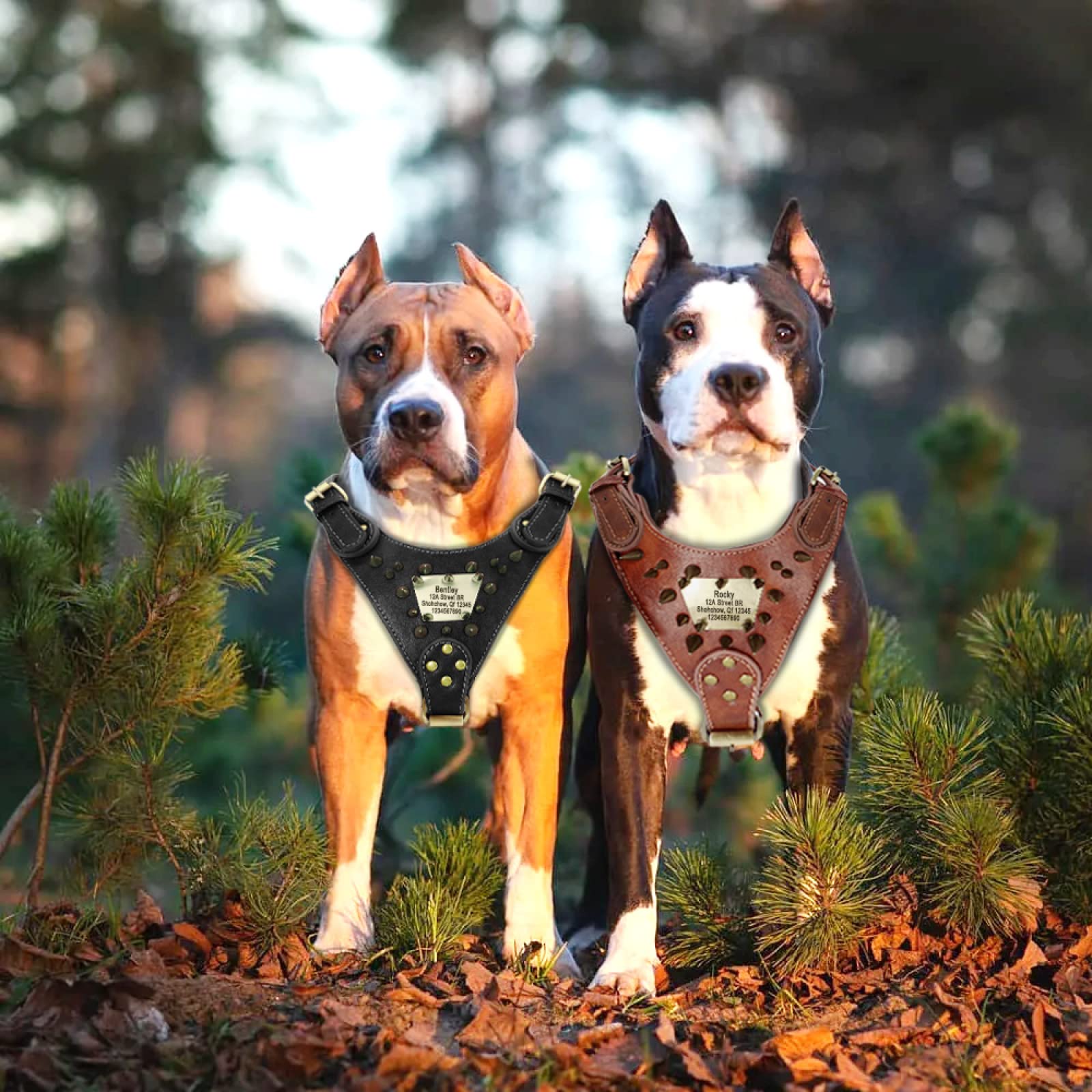 Pettorina Per Cani In Pelle Resistente Personalizzata Pettorina Per Cani Personalizzata Gilet Per Addestramento Per Cani Pettorina Per Feste Con Etichetta Anti-smarrimento Targhetta Maniglia
