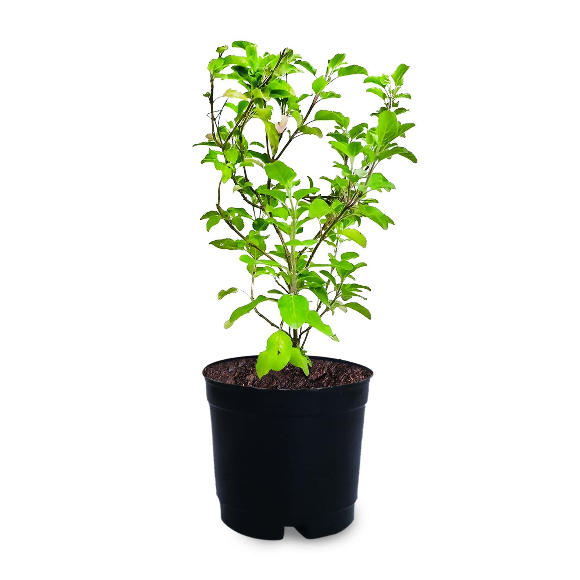 See full amazon price history chart for Growkaro Tulsi Herbal Live Plant | Tulsi Plant | with Assorted Pot for Home | Balcony | Outdoor Garden (4 Inch Pot) Growkaro Tulsi Herbal Live Plant | Tulsi Plant | with Assorted Pot for Home | Balcony | Outdoor Garden (4 Inch Pot) (B09HX43NW3) Amazon Price History, Amazon Price Tracker