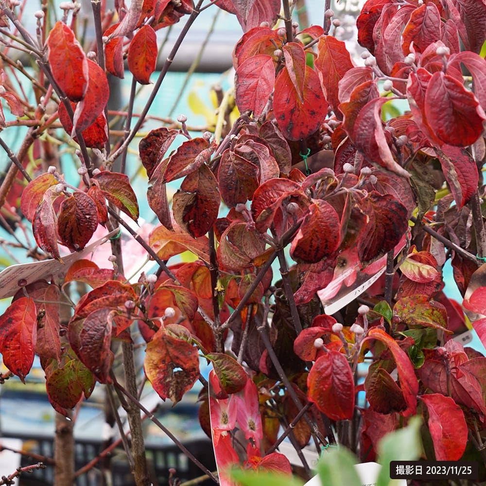 Amazon | ハナミズキ 苗木 赤花 接木ポット苗 庭木 落葉樹 シンボル