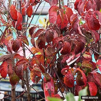 Amazon | ハナミズキ 苗木 赤花 接木ポット苗 庭木 落葉樹 シンボル Amazon | ハナミズキ 苗木 赤花 接木ポット苗 庭木 落葉樹 シンボル