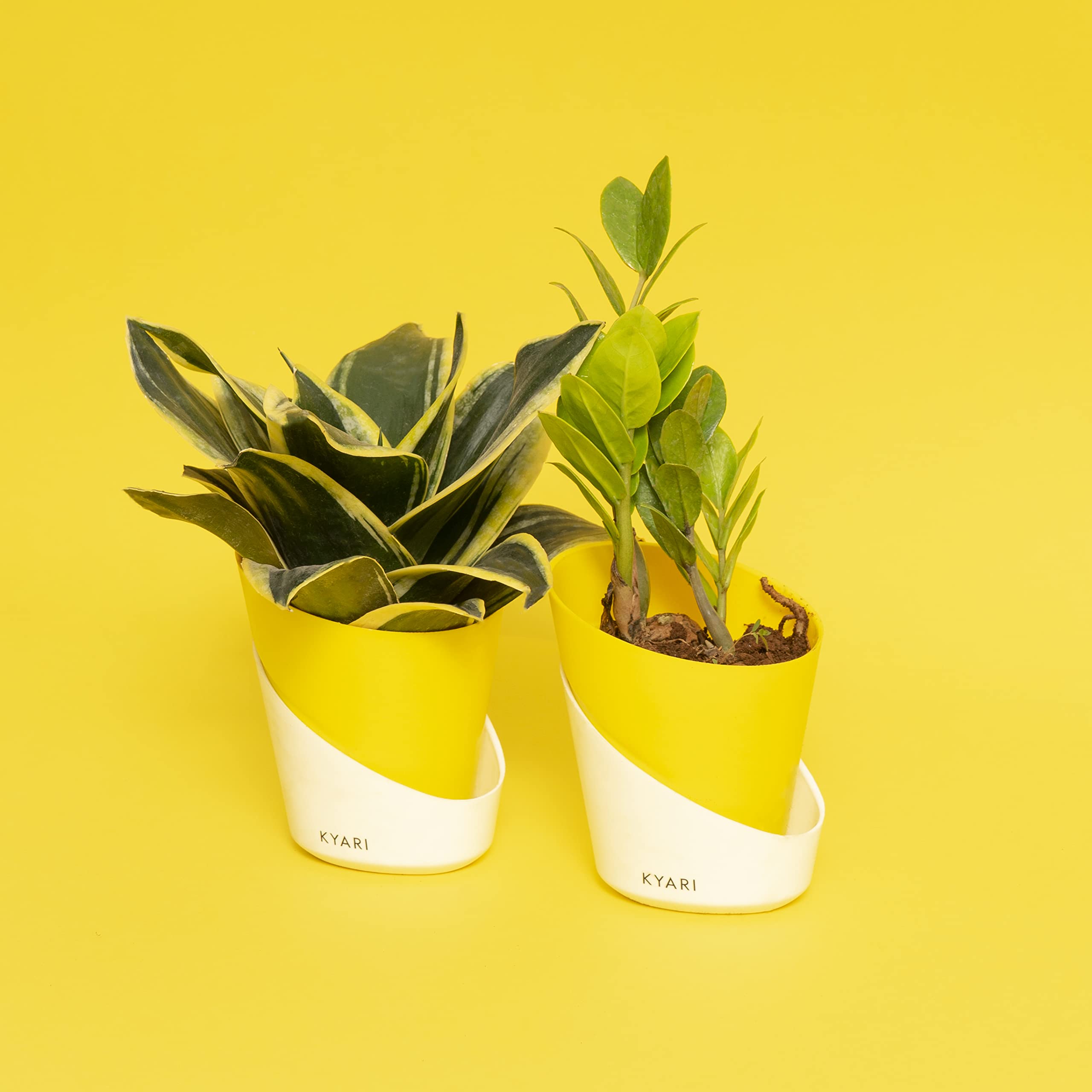 KYARI Combo of Sansevieria Golden Hahnii Snake| Zamia Green (ZZ) Live Indoor Plant with Lemon Yellow Elite Pot| Best for Living Room, Kitchen, Bedroom, & Office Table (B0BTTC1CNB) Amazon Price History, Amazon Price Tracker