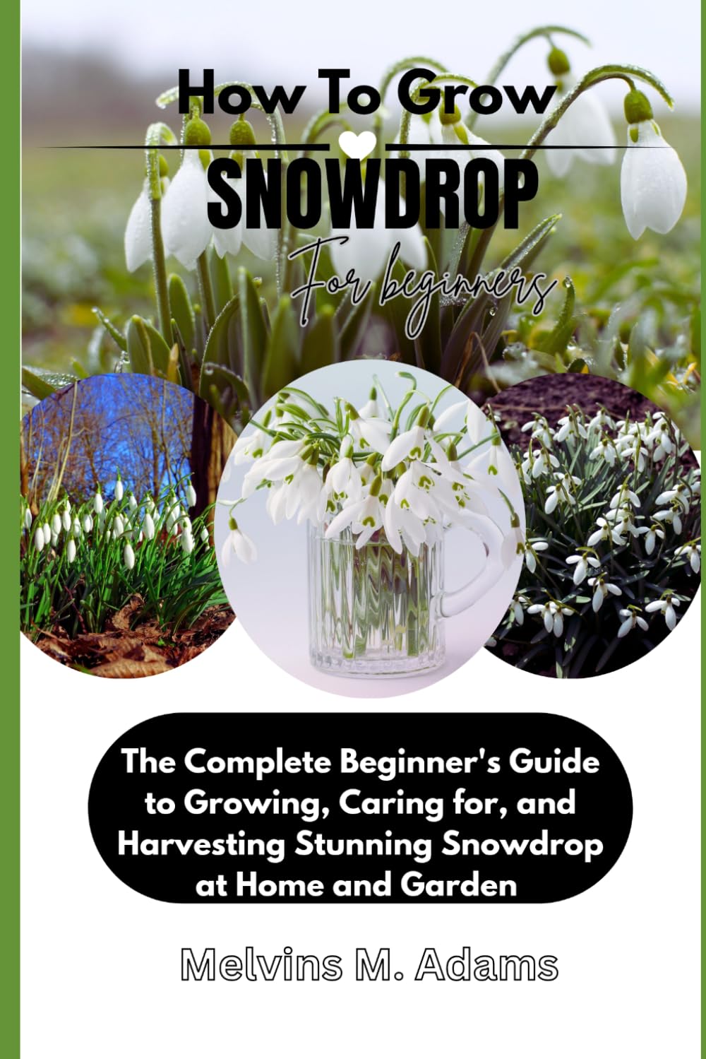 How to Grow Snowdrop Flower for Beginners: The Ultimate Beginner’s Guide to Growing, Caring for, and Harvesting Stunning Snowdrop at Home and garden