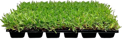 St. Augustine Palmetto | 18 Live Extra Large Grass Plugs