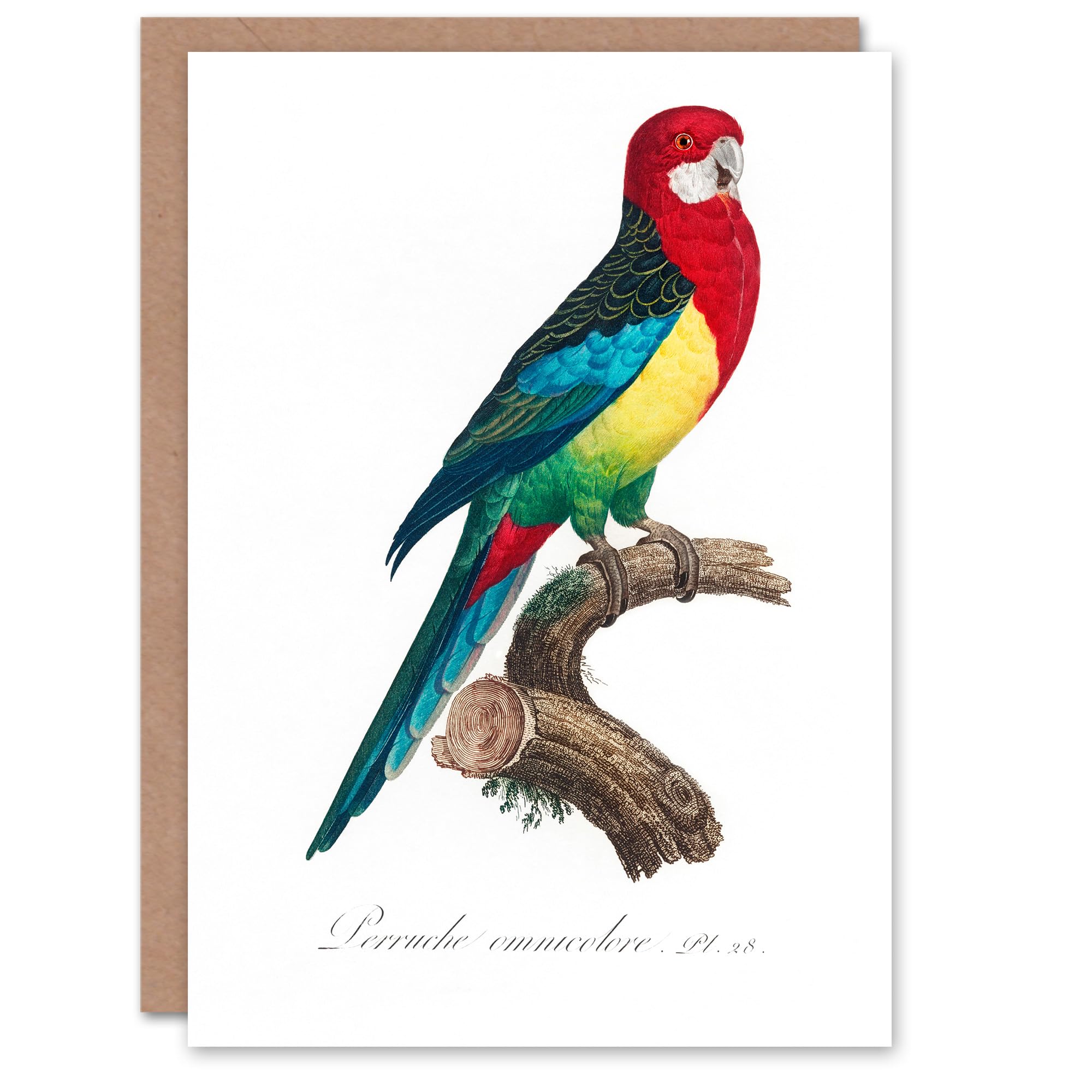 Artery8 Francois Levaillant Art Card The Eastern Rosella Parrot