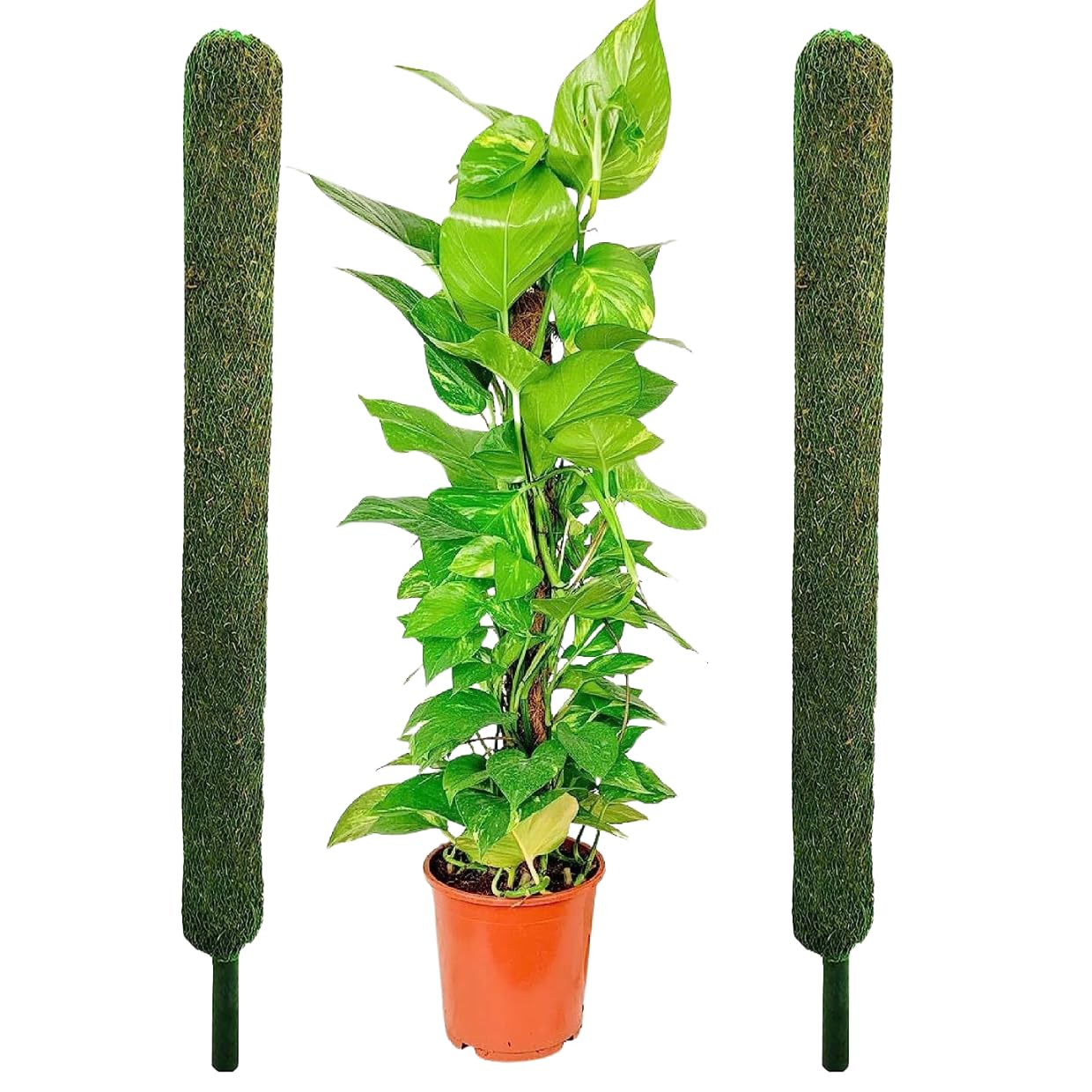 Generic Plant Support Moss Stick- Green Grass Pole for Plants Support, Support Stick for Money Plant, Climbing Indoor Plants(3 ft, Set of 1) (2) (B0CH11P2ZW) Amazon Price History, Amazon Price Tracker