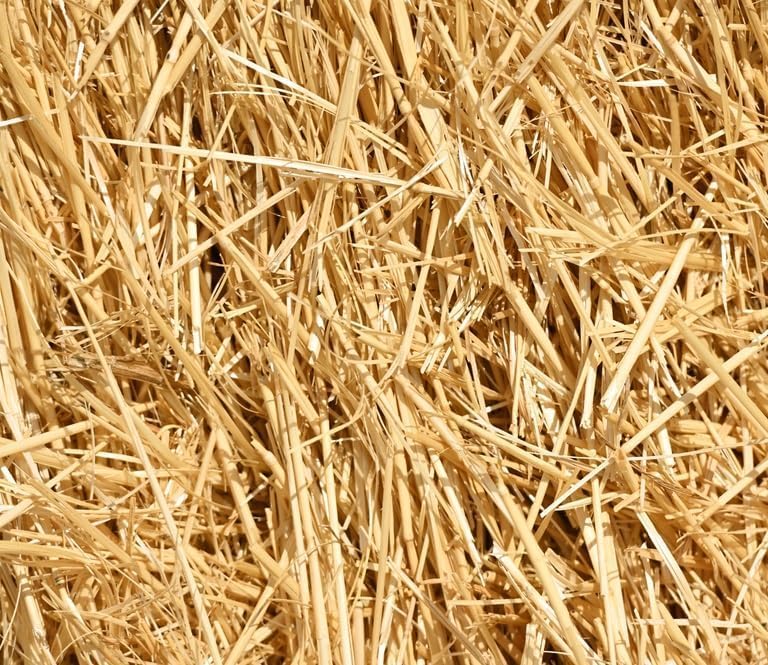 10 Pounds 100% Natural Wheat Straw for Animal Bedding, Garden Mulch, Compost & Fertilizer, and Grass Cover (10 Lbs)