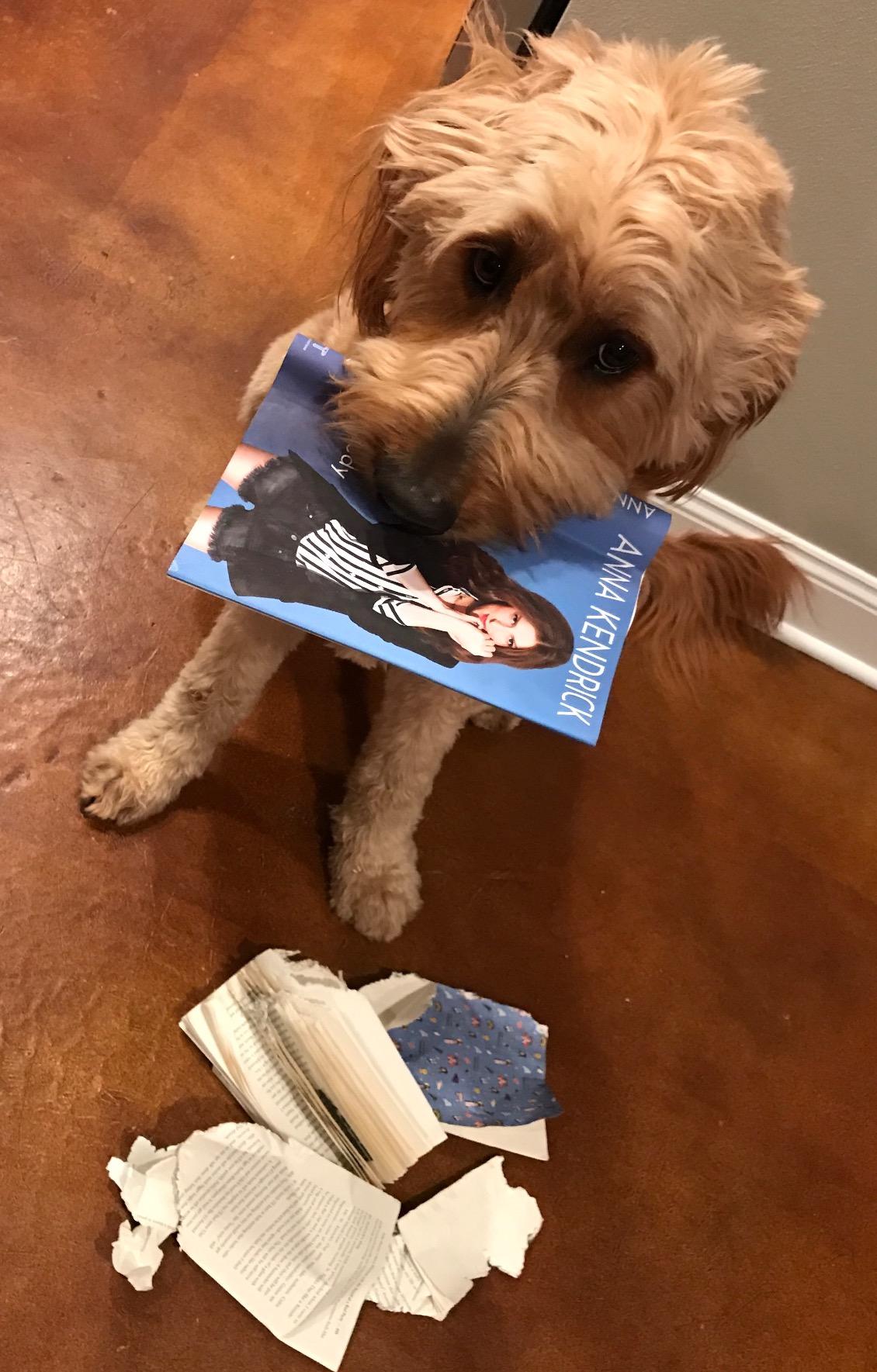 My dog Loved it! So did I!