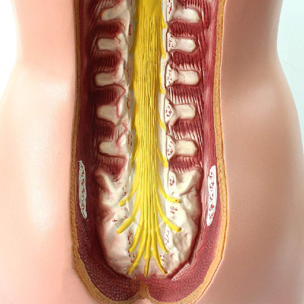Modèle Anatomique du Torse Humain De 85 Cm, Comprenant 23 Parties Détachables, avec Organes Internes, Idéal pour l'enseignement Scolaire.