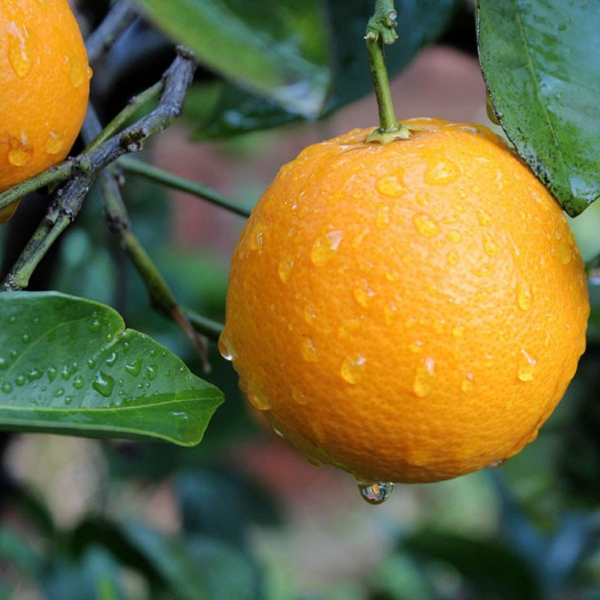 Pianta Arancio Citrus sinensis 'Washington Navel' - Agrume da Frutto in Vaso 70/80 cm, Vaso 22, Colore Arancione