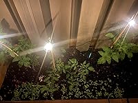 Review Image by Jingru Jingru