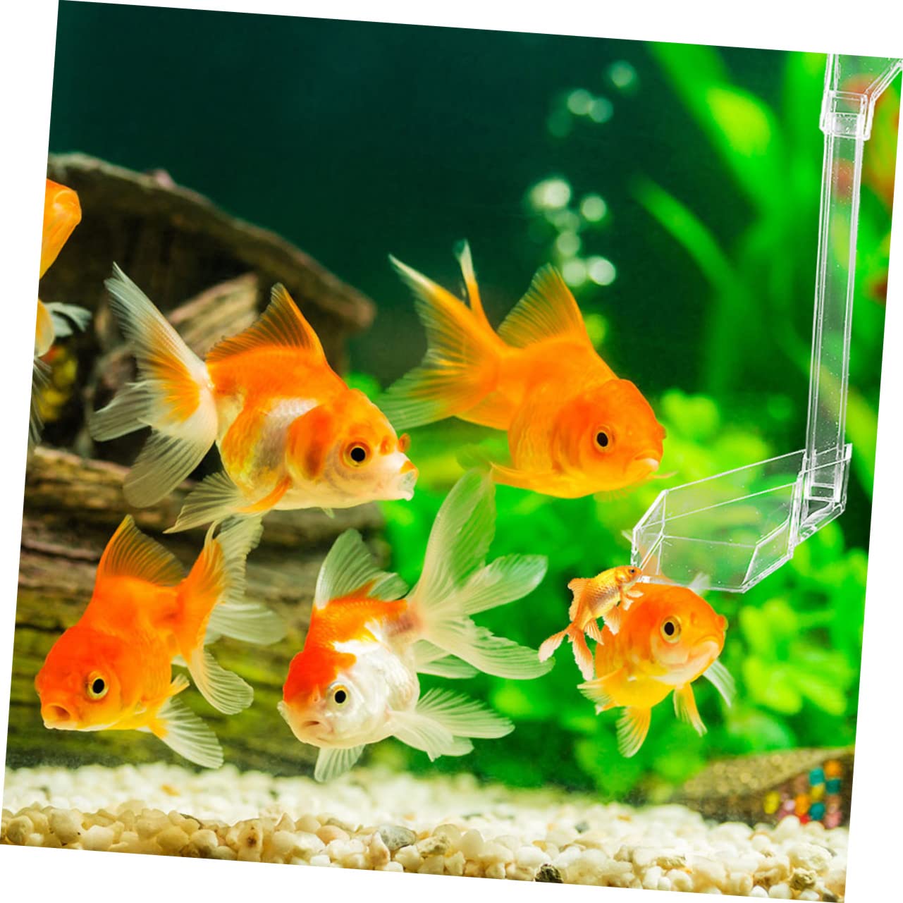 ABOOFAN 3 Comederos para Acuario Accesorios para Camarones Plato para Peces Y Refugio De Camarones.