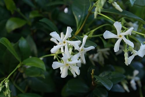 Miniatura 3 de Star Jasmine  10 plantas vivas  Trachelospermum Jasminoides  Vid de hoja perenne floreciente fragante