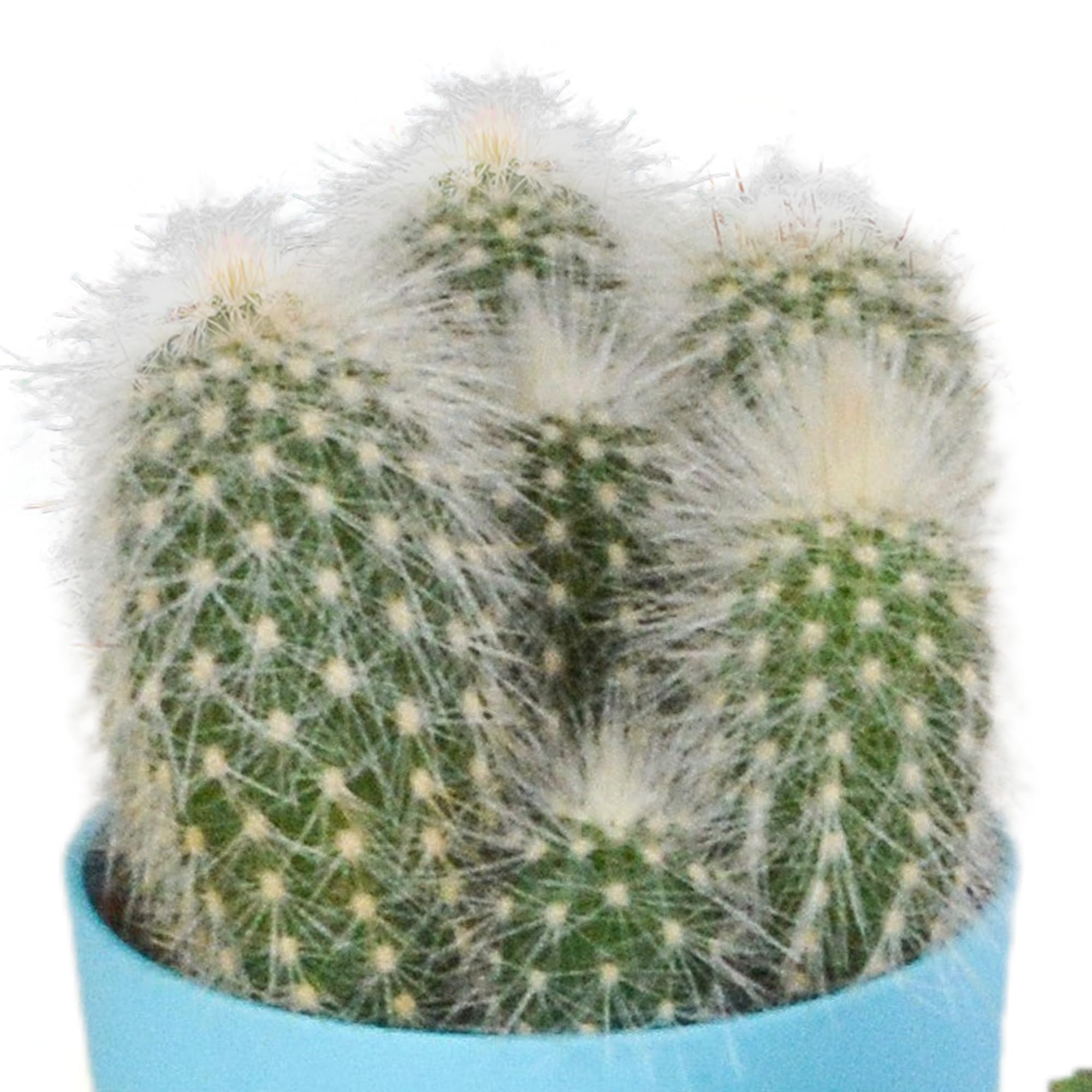 Mix di Cactus in Vaso di Plastica con Piedini, Set da 5 Pezzi, 5.5 cm
