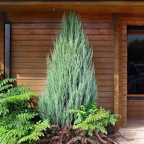 Miniatura 2 de Skyrocket Juniper  1 maceta Live de 4 pulgadas  Juniperus Scopulorum  Árbol de hoja perenne vertical formal