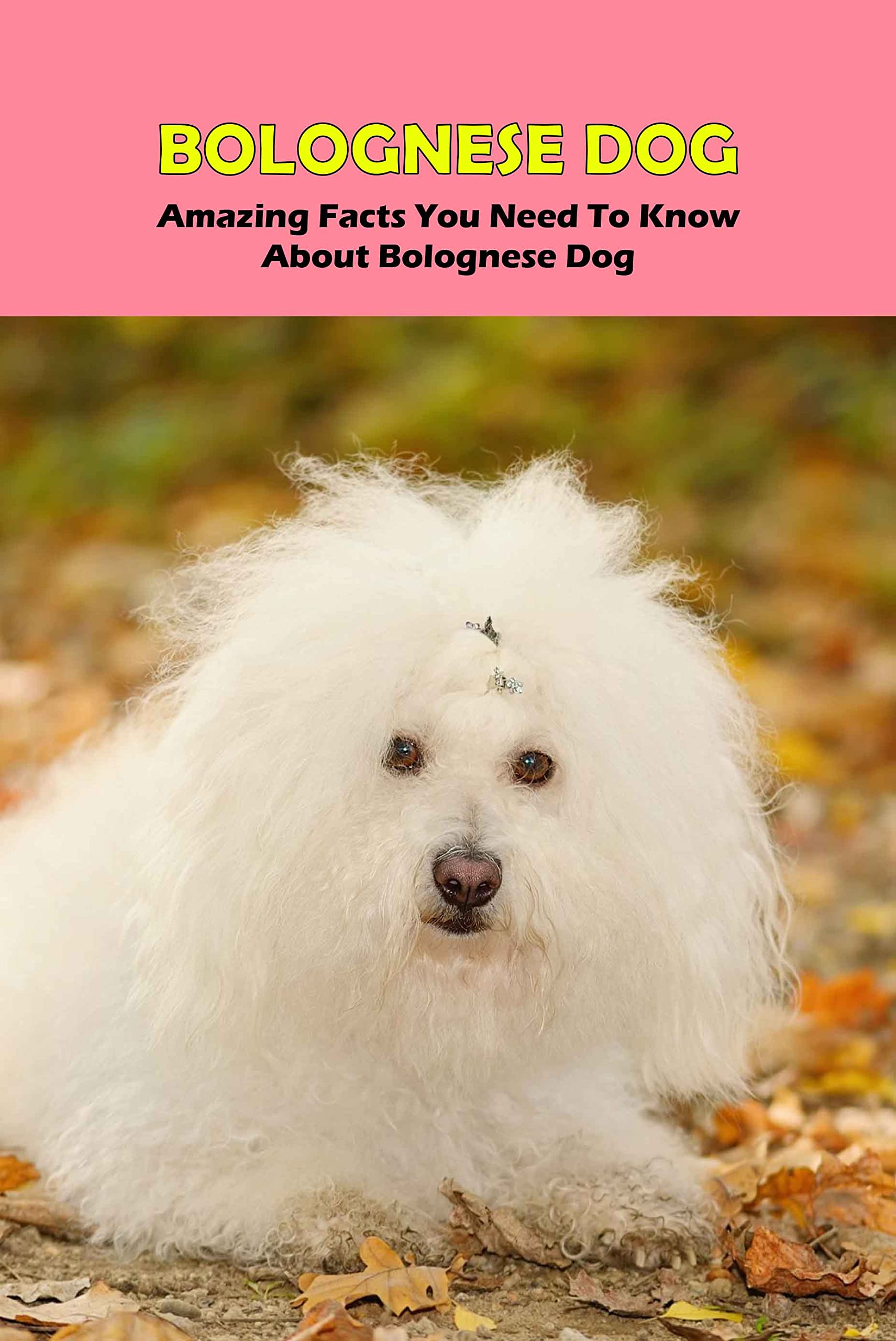 Buy Bolognese Dog Amazing Facts You Need To Know about Bolognese Dog