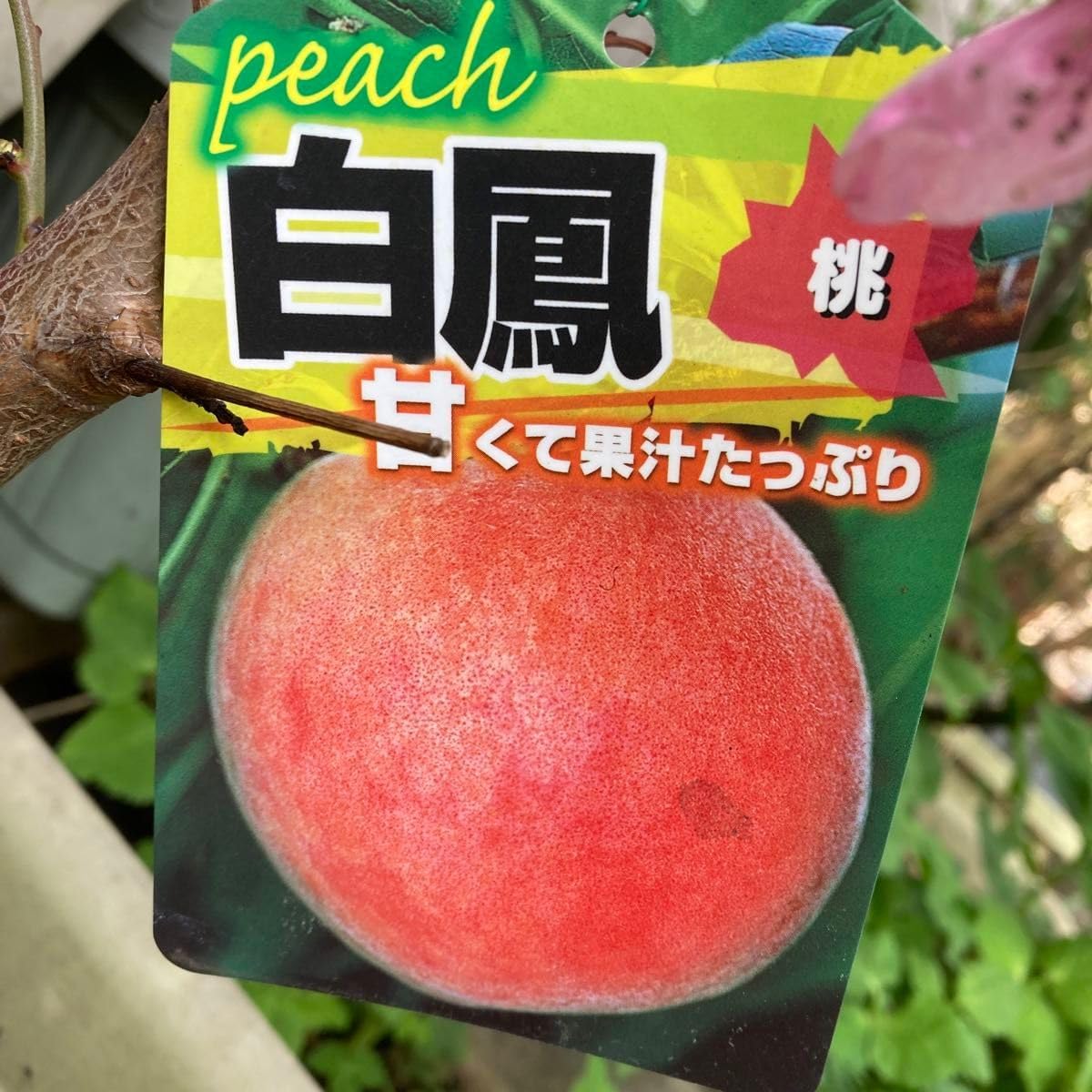 果樹苗 白桃 大久保 白鳳 黄金桃 4本セット約80cm