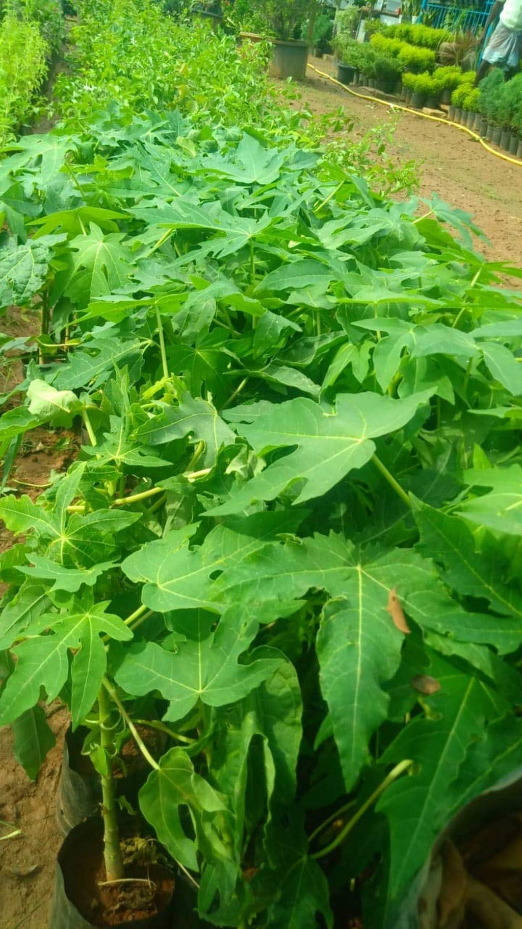 See full amazon price history chart for OhhSome Papaya Live Plant With Polythene Bag OhhSome Papaya Live Plant With Polythene Bag (B09N9BKTKK) Amazon Price History, Amazon Price Tracker