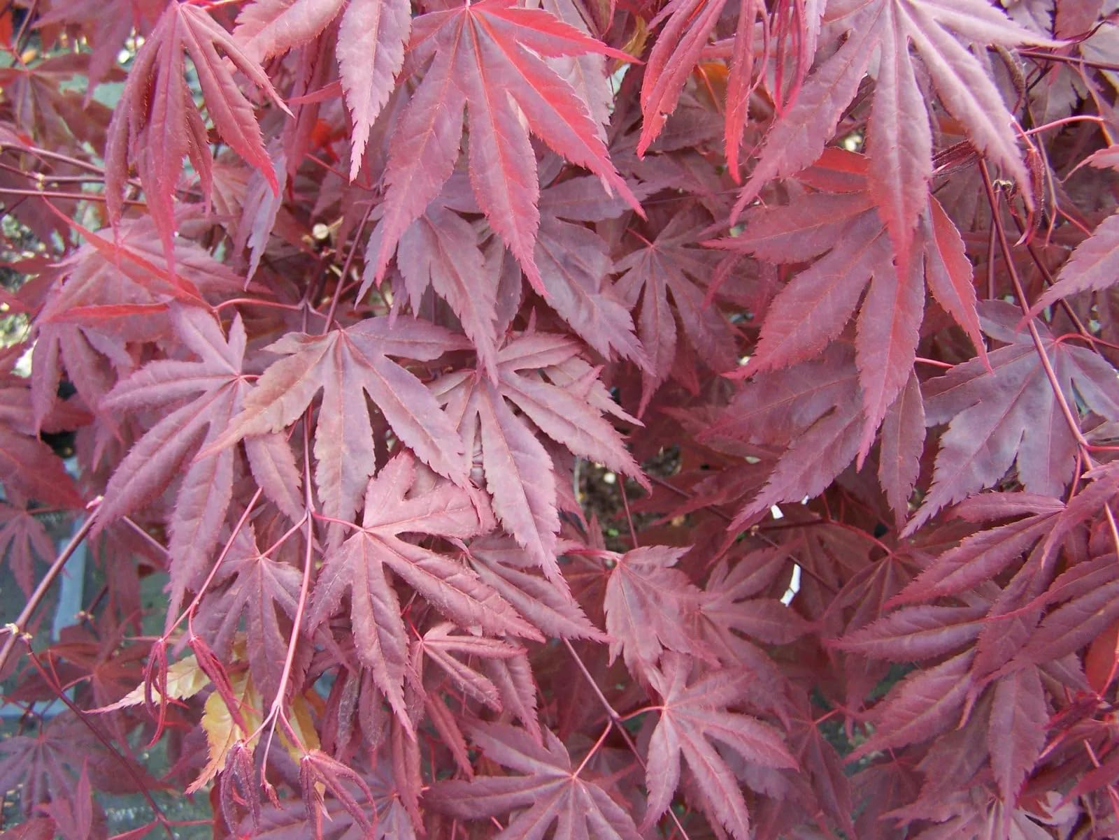 Acero rosso giapponese Acer palmatum Fireglow FG1 pianta in mastello ø40 cm h. 120/140 cm