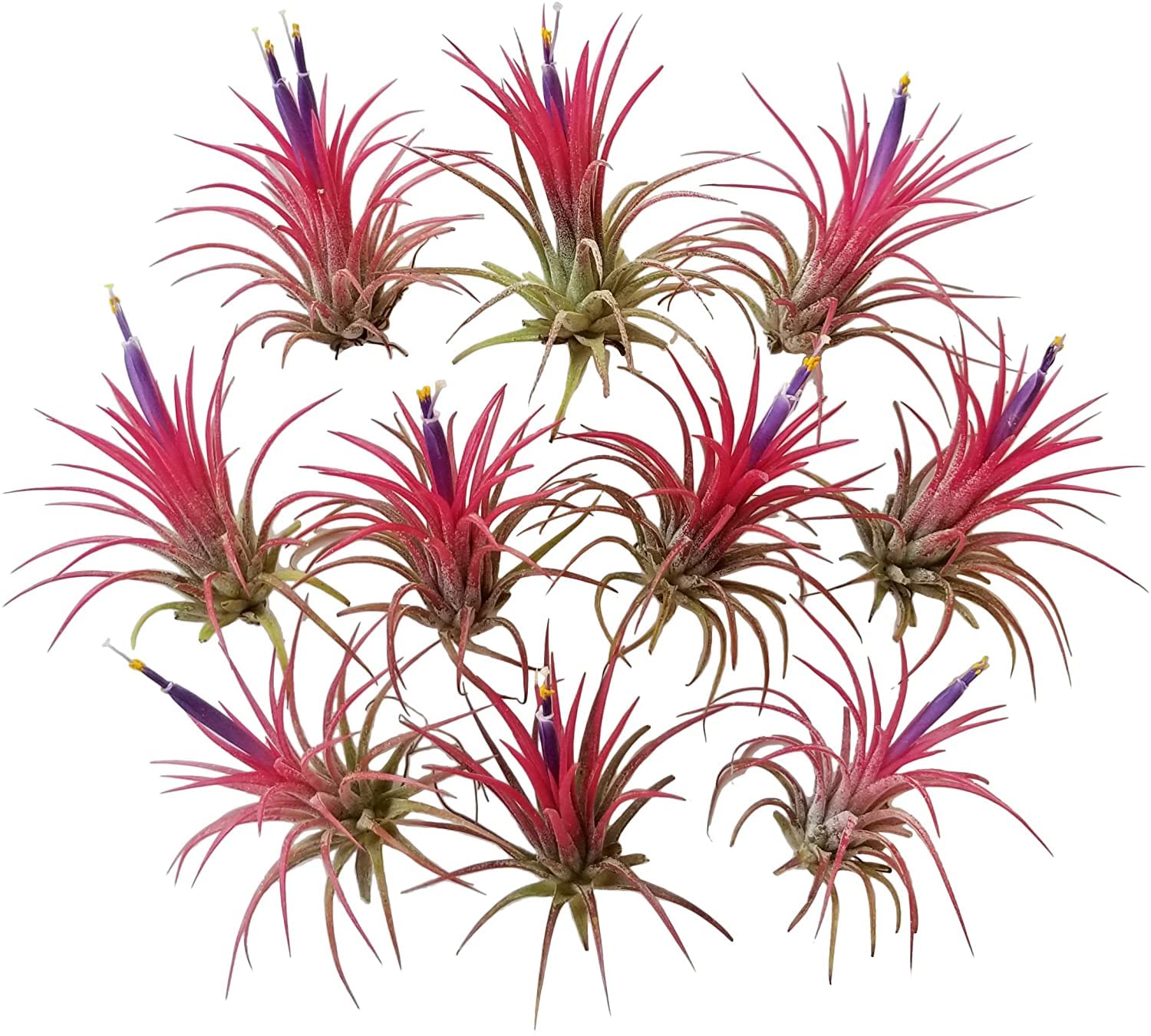 Amazon.com : It Blooms Rainforest Grown 10 Pack RED Ionantha Fuego