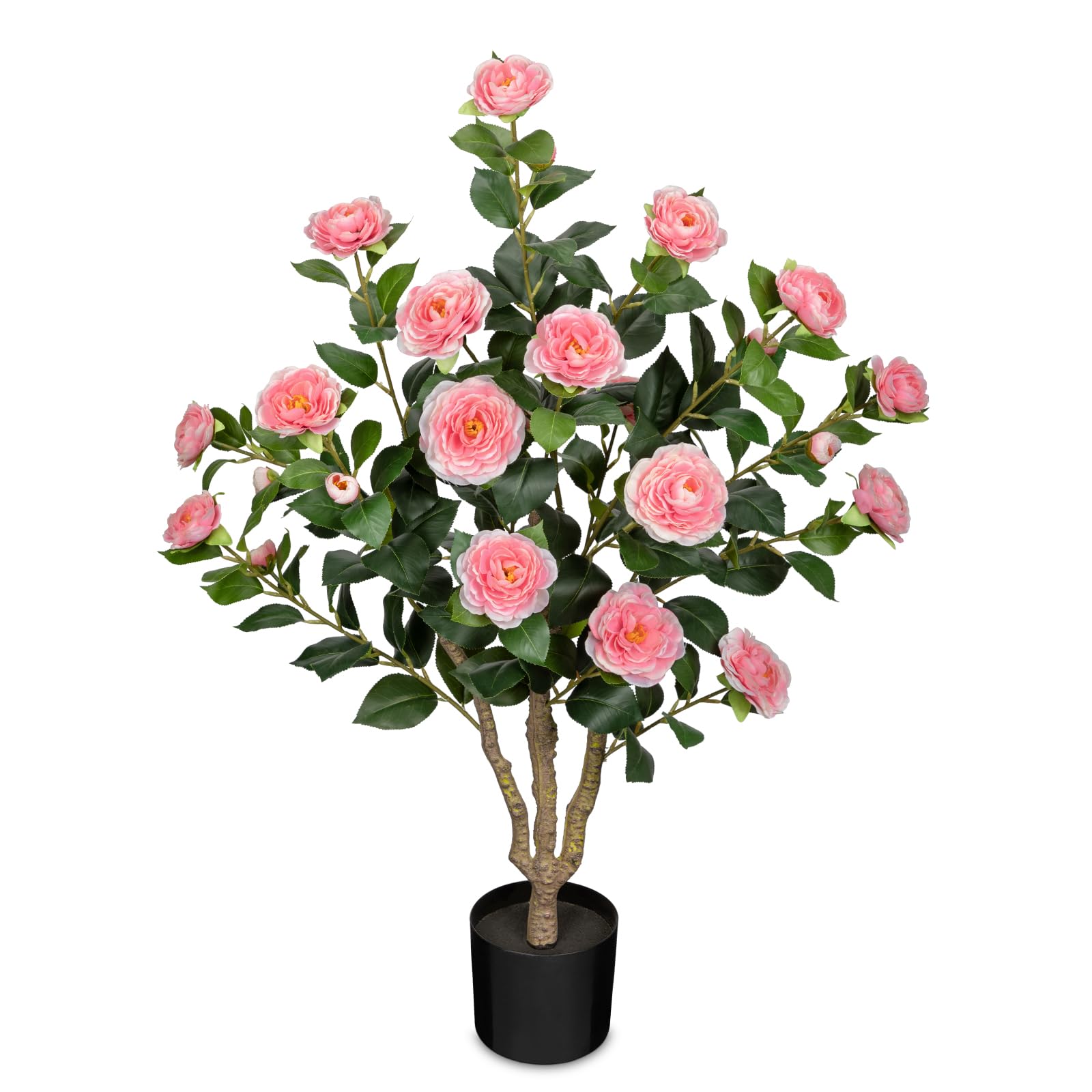 DILATATA 3FT Pink Camellia Tree