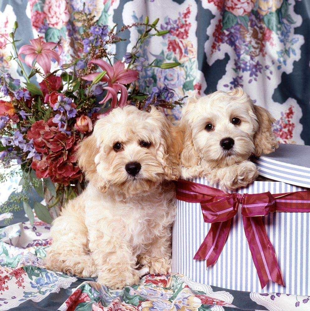 Feeling at home Cuccioli nella cassetta regalo STAMPA su CARTA OPACA 220gr Patrick Hoenderkamp - Animali quadrato Immagine d'arte x cornice cm_47_X_47