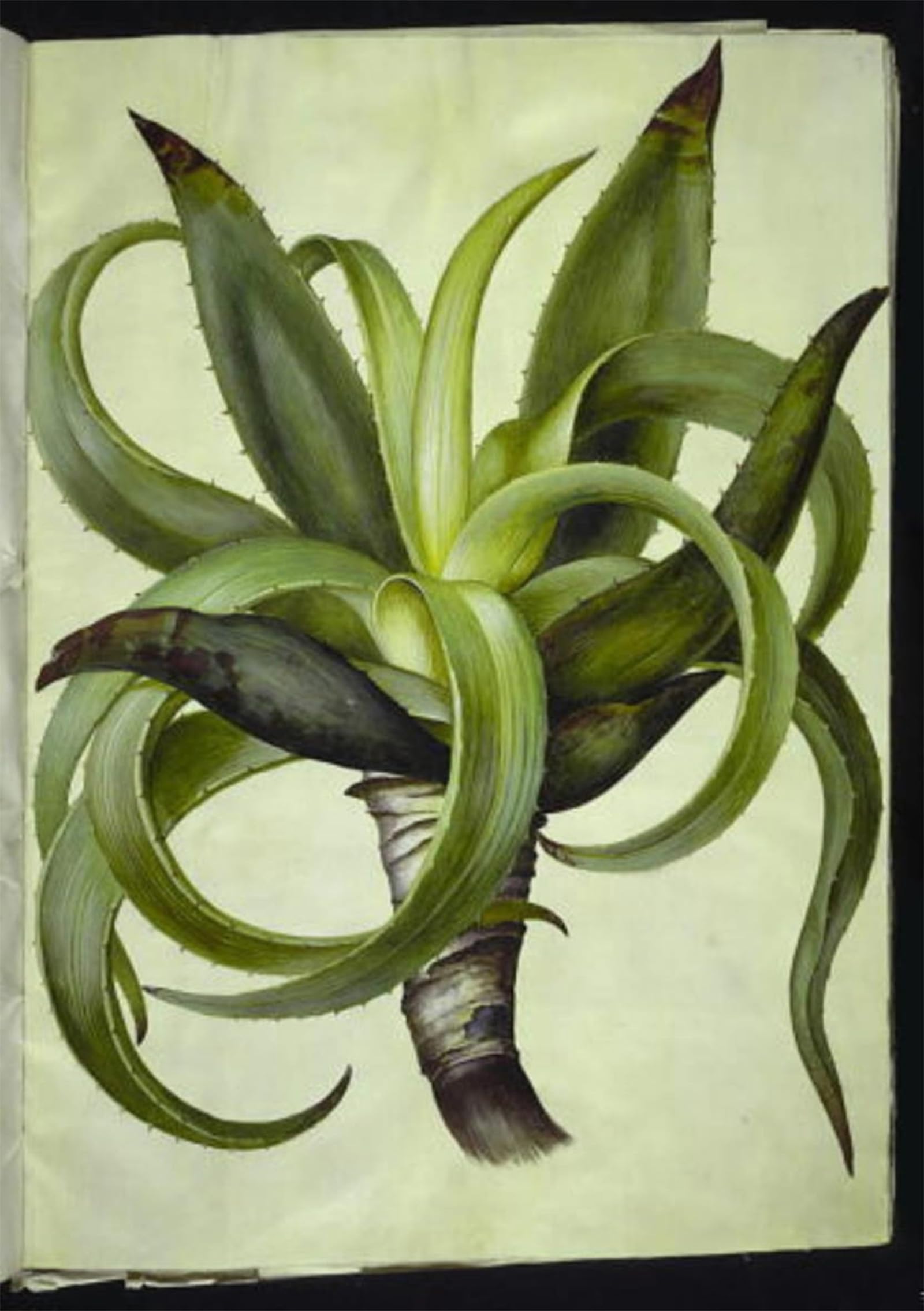ARTXLXXBN Famous Painting Art Wall Decor Abstract Art Picture Aloe by Hans Simon Holtzbecker Animal Pictures for Home Decor 60x90cm