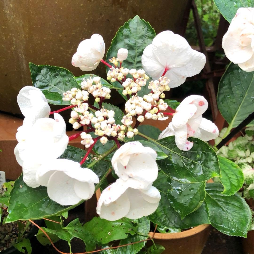 Amazon.co.jp: 紫陽花 ハイドランジア チョコチック 黒軸 3年生株 花芽