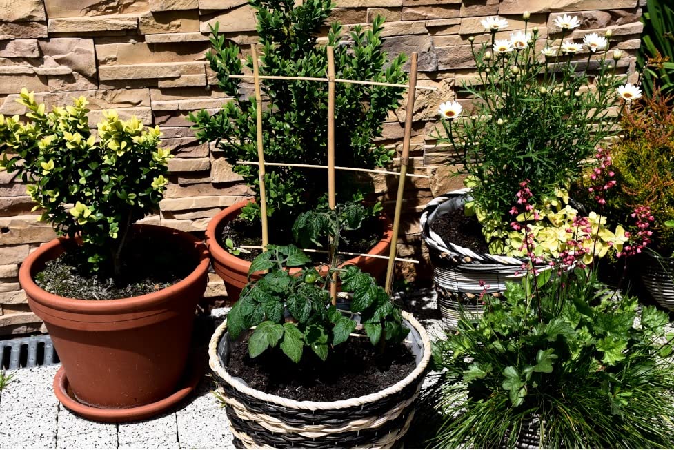 Dixiestore Rankgitter Bambus Set 10 Stck Lnge 75 cm - Tomaten Rankhilfe  Gurken - Rankhilfen fr Kletterpflanzen Gurken Rankhilfe Tomaten -  Rankenhilfe fr Pflanzen Topf U-Shape : Amazon.de: Garten