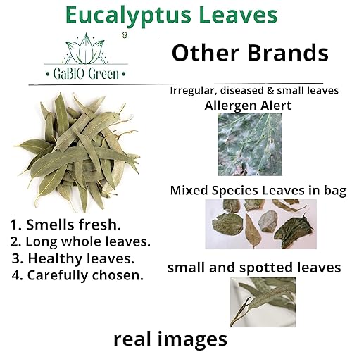 Miniatura 4 de Hojas enteras de eucalipto, calidad premium, hojas enteras de eucalipto (más de 500 hojas) 1 libra de té suelto de hierbas, té de eucalipto de hoja