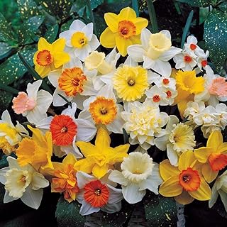 5 x Narcissus All Types Mixed Bulbs - Spring Flowering Bulbs – Bright & Breezy Blend of Spring Daffodil Blooms – Perennial – for Your Beautiful Garden
