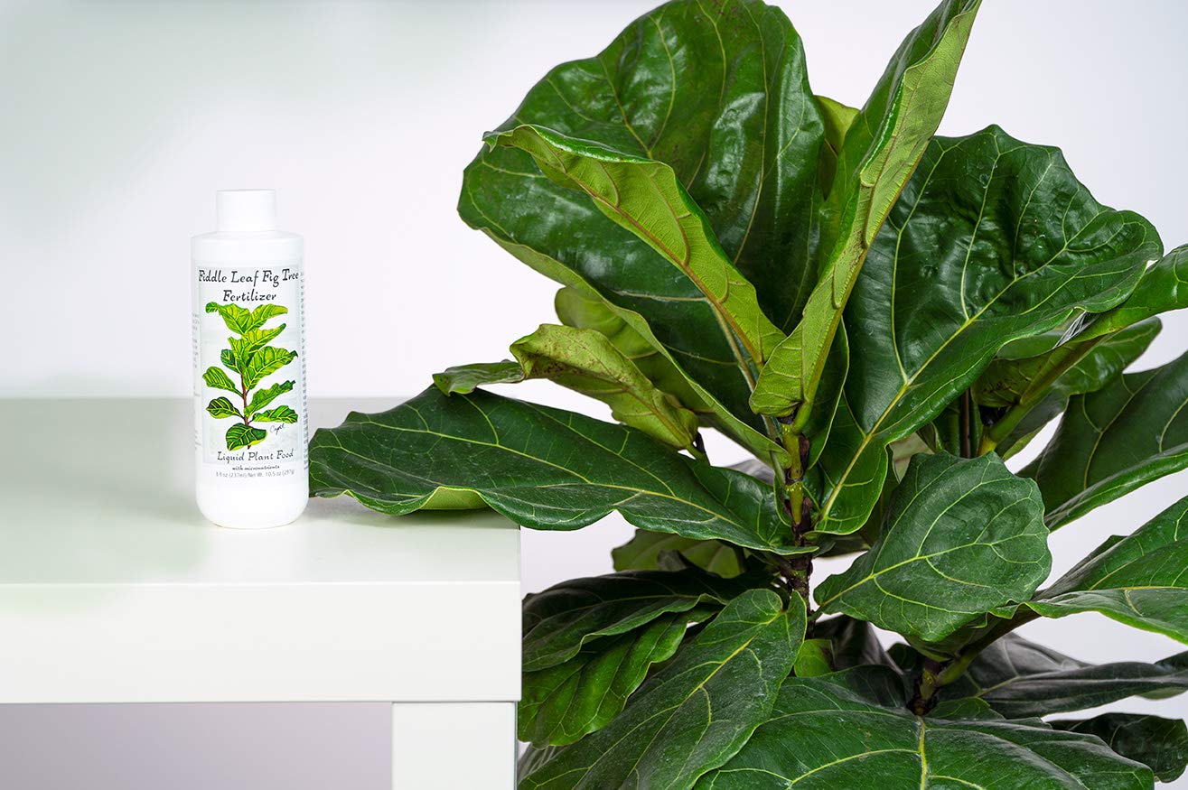 Fiddle Leaf Fig Tree Fertilizer Ficus Plant Food Improves Leaves