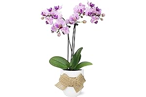 Just Add Ice Live Pink Orchid in White Ceramic Vase with Bow...