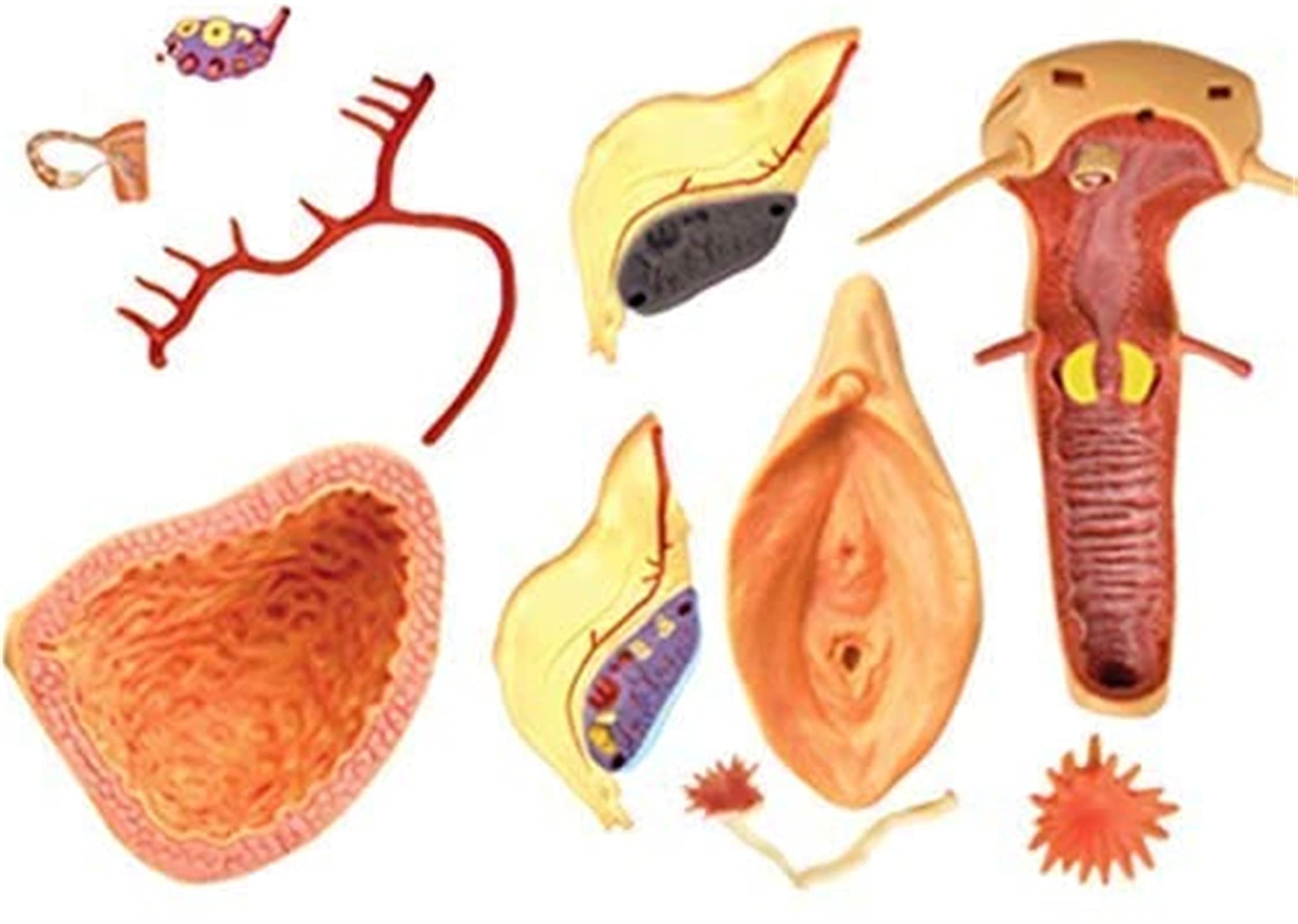 Model anatomiczny, model edukacyjny 1:1 żeński narząd rozrodczy model ludzkiego narządu do nauki nauczania model medyczny materiały laboratoryjne modele medyczne do modelu szkieletu demona medycznego