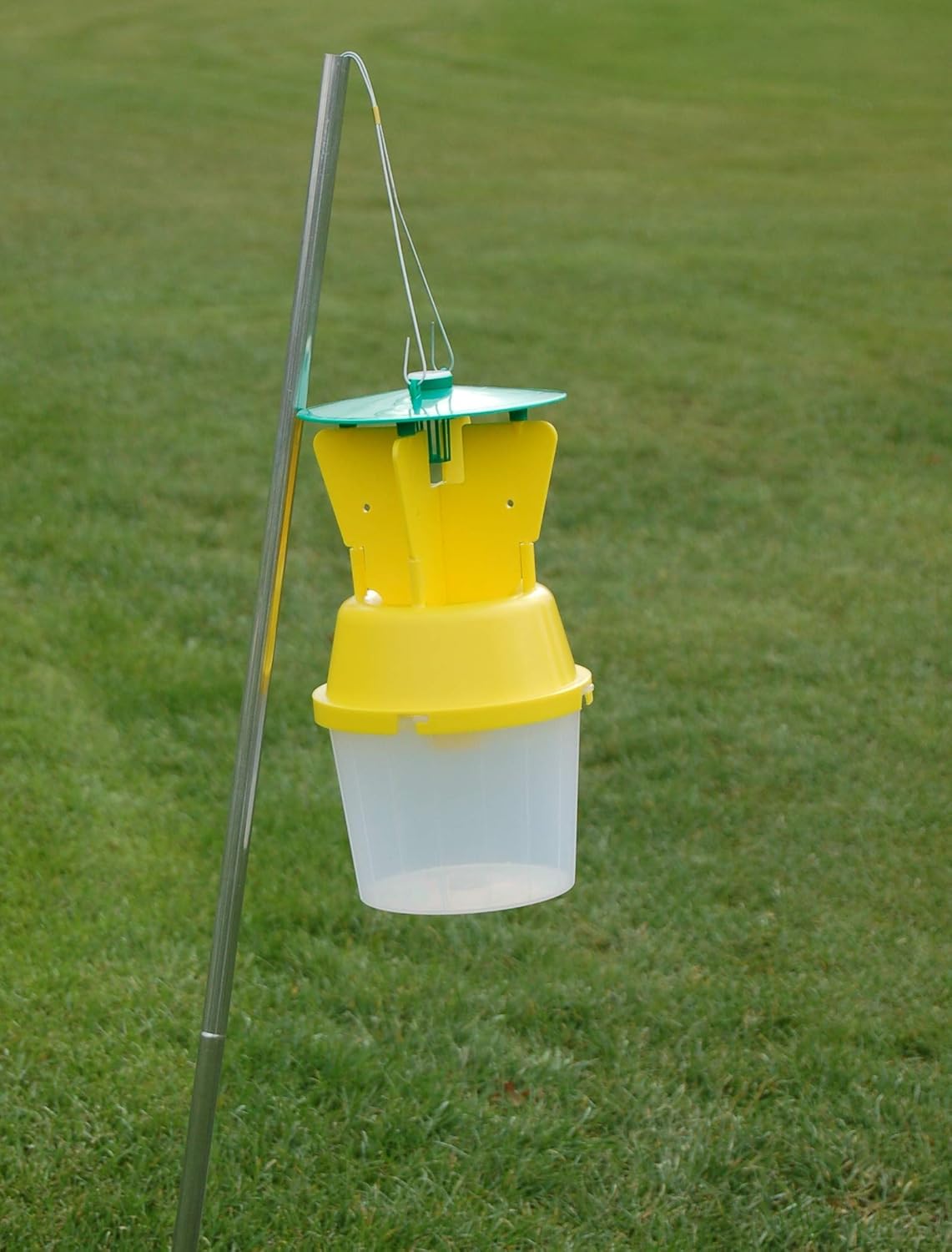 Agralan Adult Chafer Beetle Trap Natural Pheromone Trap Amazon.co