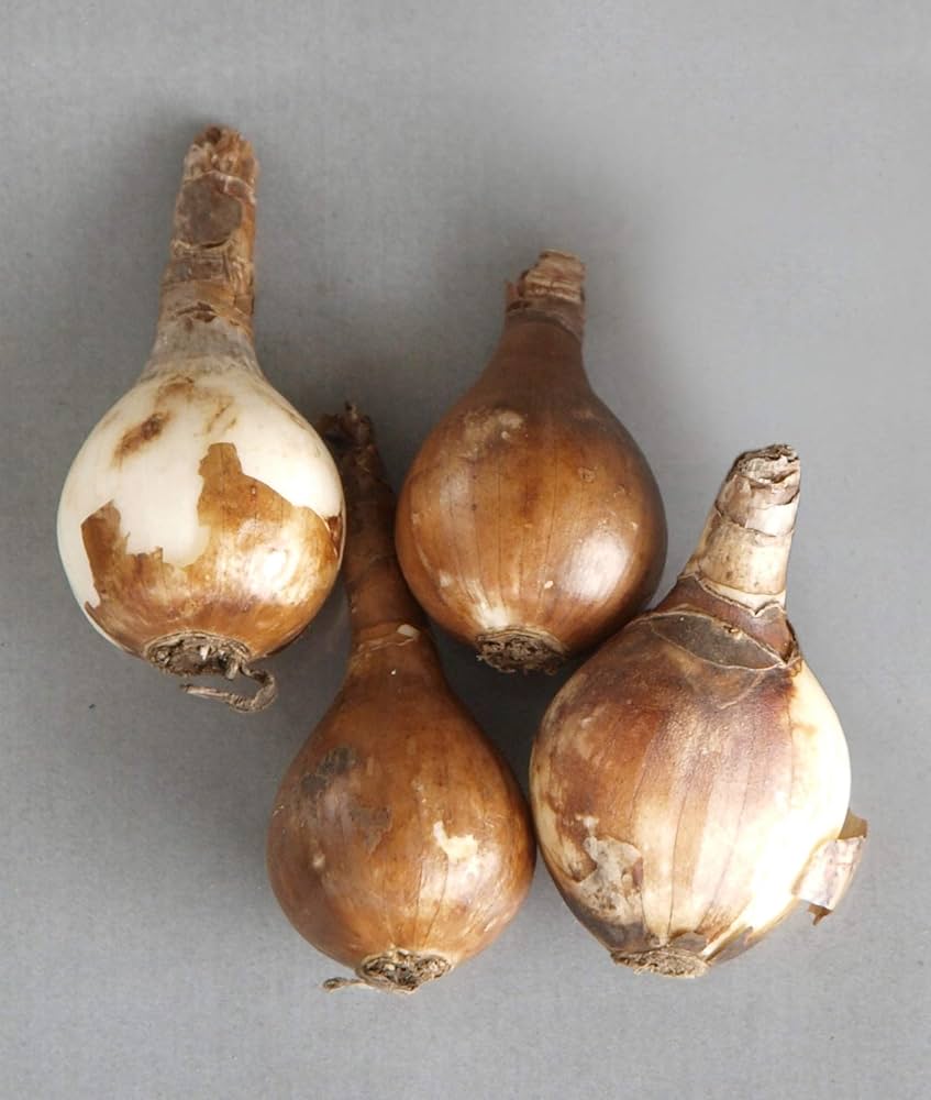 Amazon | はなみどり 色変わりリコリス スプレンゲリー 球根 20球 | 球根