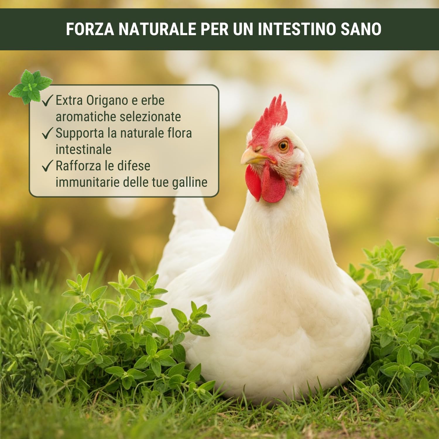 Leimüller Mangime Fitness per Galline Ovaiole 25 kg - Muesli con Origano & Grit di Conchiglie - Per Gusci Solidi & Vitalità - Premium Austria Senza OGM