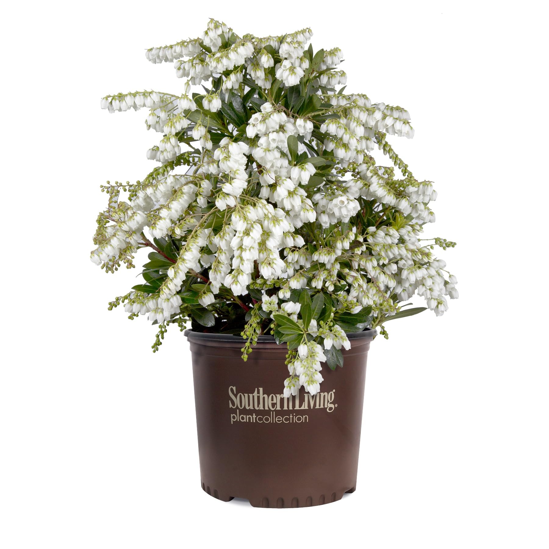 Southern Living Mountain Snow Pieris