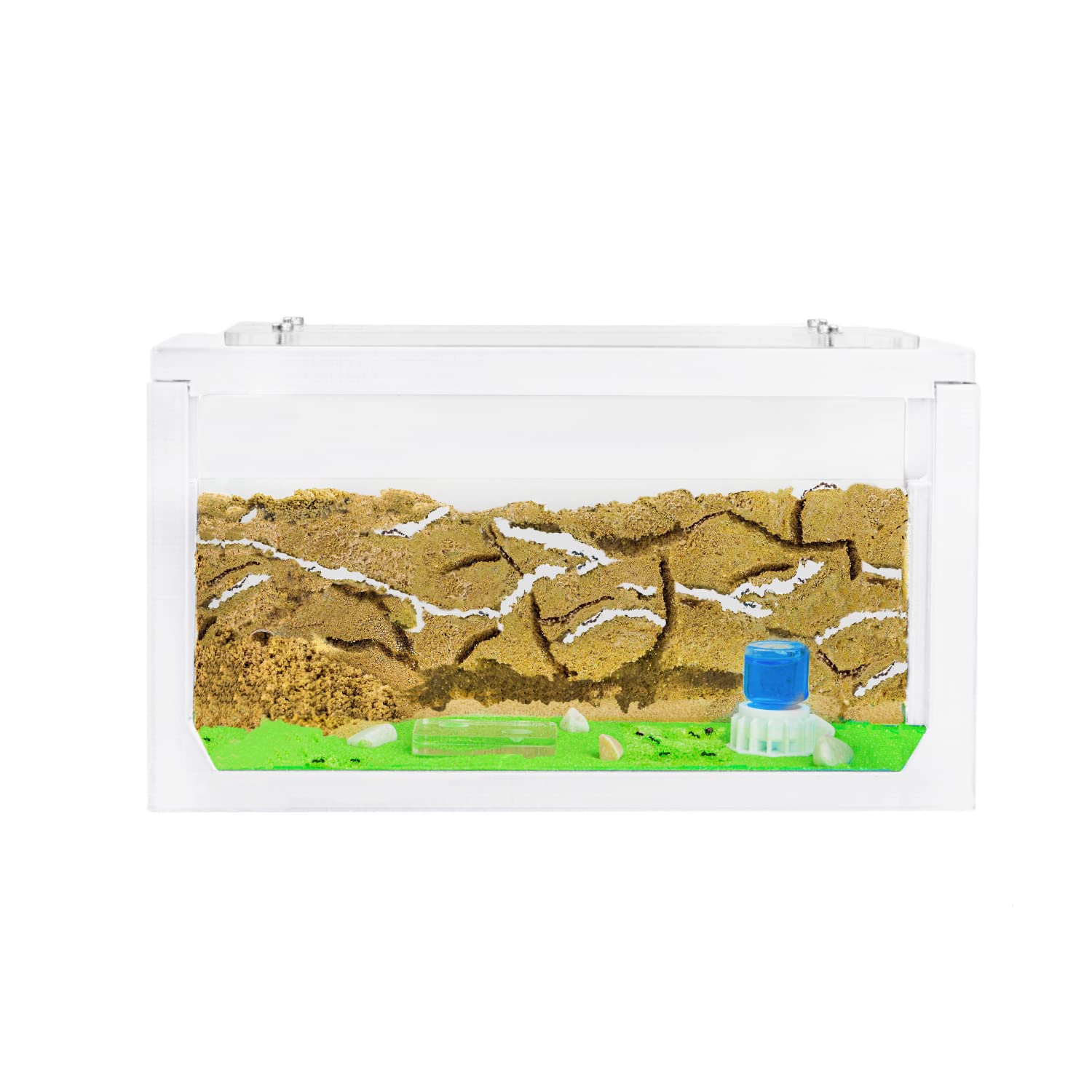 AntHouse.es - Hormiguero Natural de Arena | Kit Inicio Acrílico 20x10x10 cm | Granja de Hormigas | Colonia de Hormigas Incluida - 4
