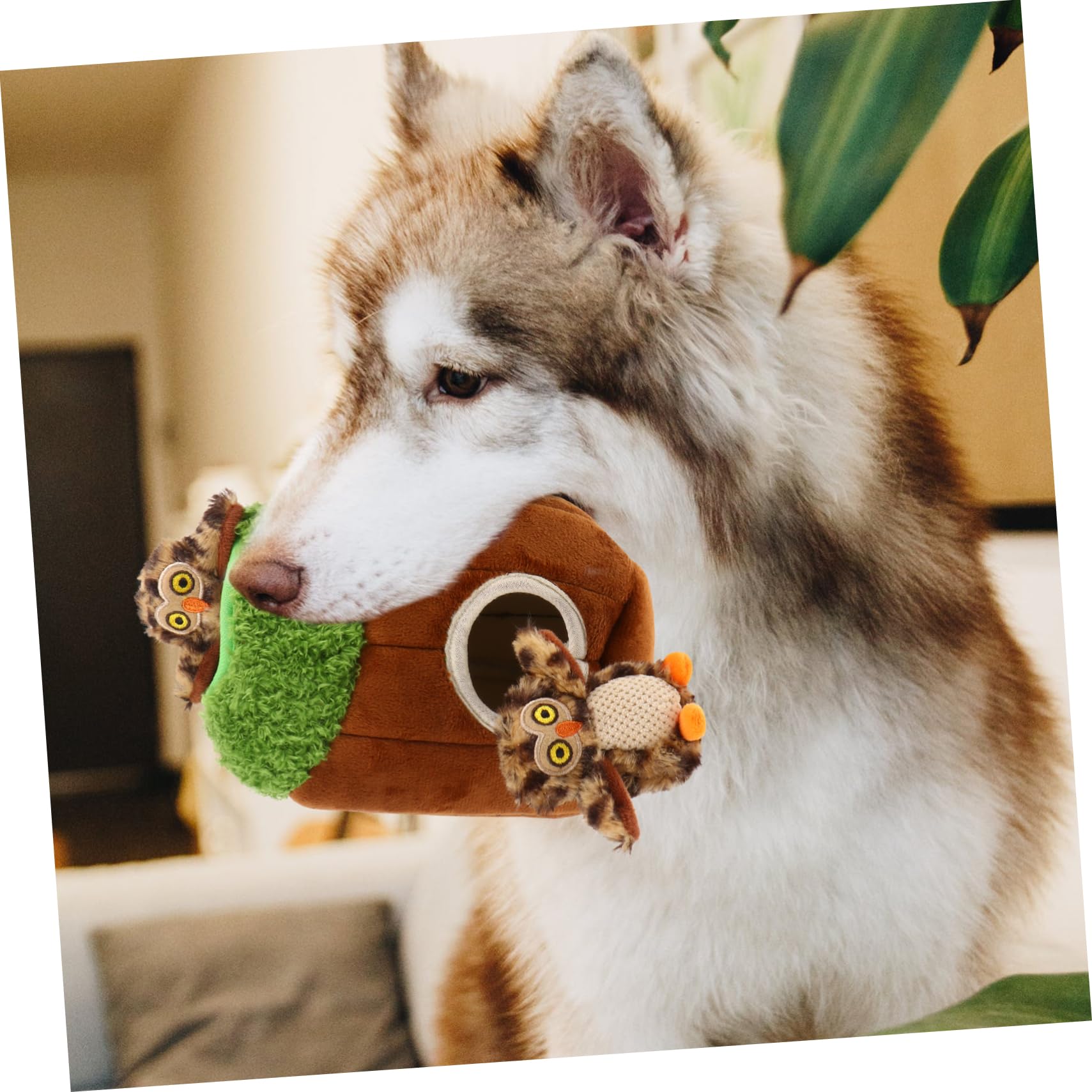 Jouet en Peluche pour Chien à Couinement, Lot de 4, Formes Animaux