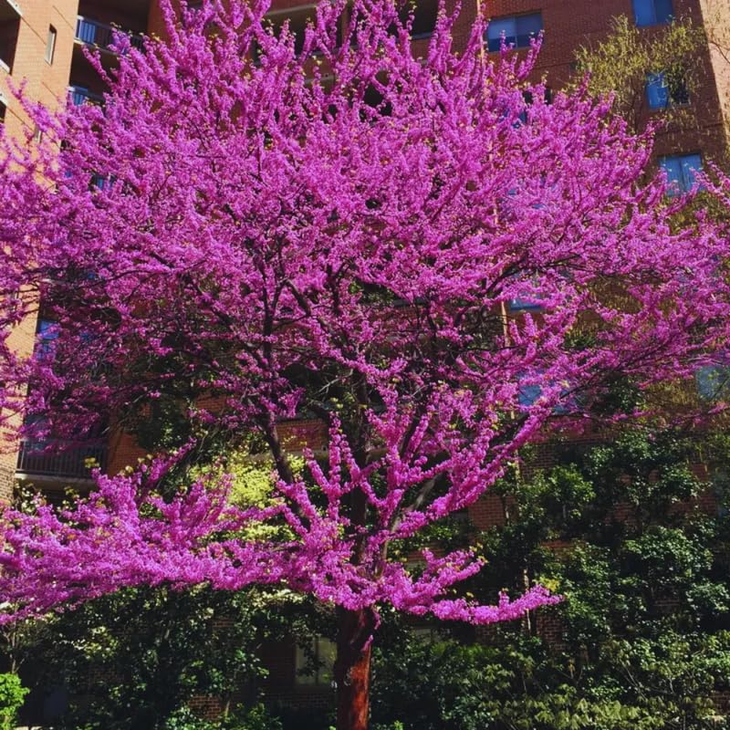 Ella's Homes Eastern Redbud