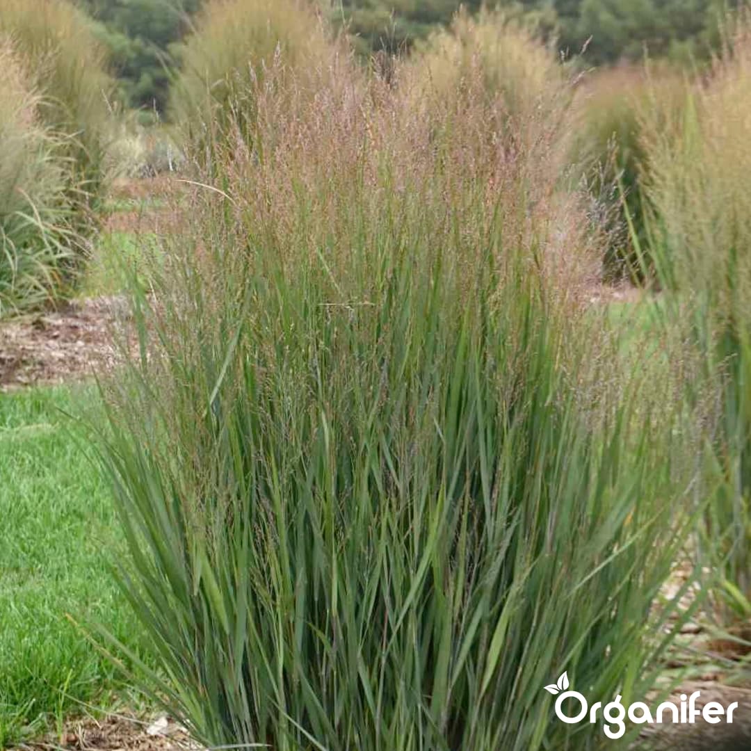 Fertilizante Líquido Para Panicum 10L – Abono Orgánico Para Hojas Saludables Y Crecimiento Fuerte – Refuerza Raíces Y Vitalidad – Organifer